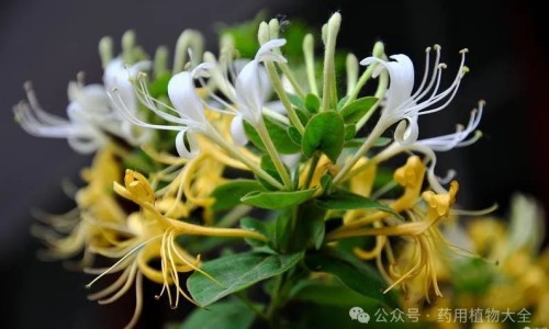 胡萝卜的功效与作用及营养价值-胡萝卜的作用与功效儿童网- 胡萝卜的叶子的功效与作用知识,分享胡萝卜作用功效