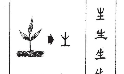胡萝卜的功效与作用及营养价值-胡萝卜的作用与功效儿童网- 胡萝卜的叶子的功效与作用知识,分享胡萝卜作用功效